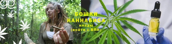 прущие грибы Саяногорск